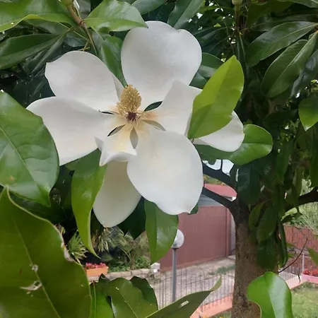 Ryder Cup 2023 Magnolia * Марко-Симоне